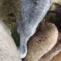 بره افشار و ترکمنی