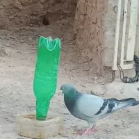 کبوتر|پرنده|پسکوه, |دیوار