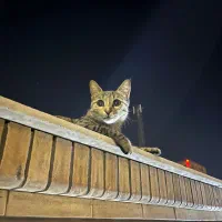 واگذاری گربه