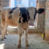 گوساله ماده هلشتاین