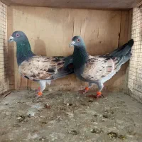 کفتر شهرستانی