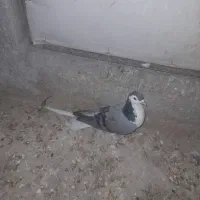 کبوتر بدرنگ|پرنده|مبارکه, |دیوار