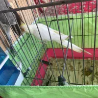 یک جفت عروس هلندی