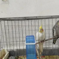 عروس هلندی  معاوضه