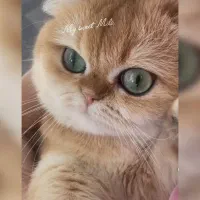 گربه بریتیش گلدny11 شورت هیر نر