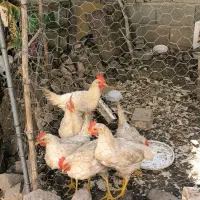 خروس سفید
