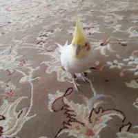 پرنده