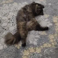 واگذاری گربه پرشین