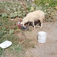 کاور گوزل بره پارسال