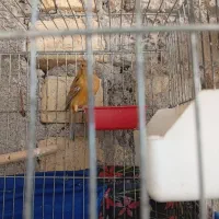 قناری ماده|پرنده|شیراز, شهرک قمشه|دیوار