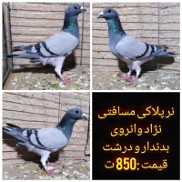 کفتر پلاکی،مسافتی،طوقی،ترکیه ای|پرنده|یزد, |دیوار