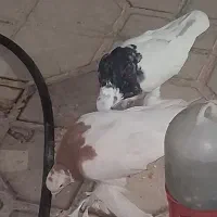 کبوتر طوقی