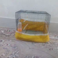 کلبه کوچک خواندنی