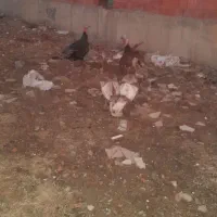 بوقلمون(قه لی خومالی)|حیوانات مزرعه|مریوان, |دیوار