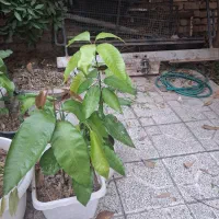 نهال انبه|گل و گیاه طبیعی|مرودشت, فاز اول شهرک فرهنگیان|دیوار
