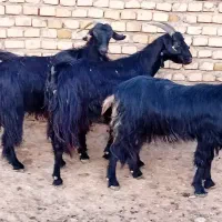 سه تا چپش بز ماده چاق درجه یک .تمام گوشت