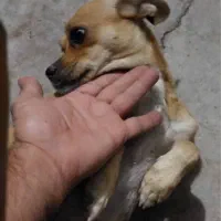 سگ گمشده