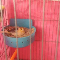 قناری جفت شده با تخم و جوجه