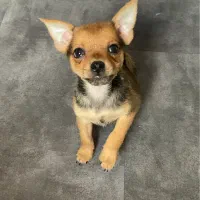 واگذاری توله دو ماهه مینیاتوری