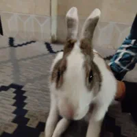 خرگوش نر|موش و خرگوش|بیرجند, |دیوار