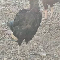 مرغ لاری و محلی|حیوانات مزرعه|سریش آباد, |دیوار