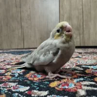 2عددجوجه عروس هلندی|پرنده|تهران, شهرک رضویه|دیوار