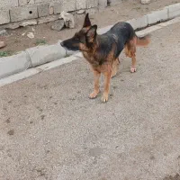 سگ ژرمن