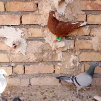 سرخ دم سفید پرشی ضمانت|پرنده|سبزوار, نواب صفوی|دیوار