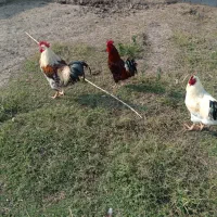 بوقلمون ارگانیک و خروس محلی|حیوانات مزرعه|سنگر, |دیوار