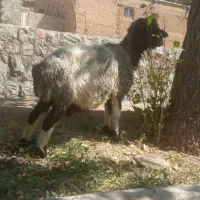میش کشتی