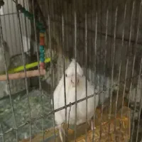 عروس هلندی|پرنده|نیشابور, شهید بهشتی|دیوار