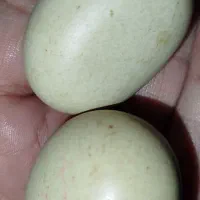 سنگهای تزئین به شکل تخم مرغ رسمی..بسیار زیبا|کلکسیون اشیاء عتیقه|یزد, |دیوار