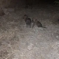 سلام توله سگ