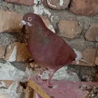 کفتر پرشی طلا