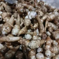 یارماسی شلغم یا سیب زمینی  برای ترشی و شور|خوردنی و آشامیدنی|رشت, پیرسرا|دیوار