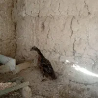 یک عدد اوردک طبیعی|حیوانات مزرعه|مشگین شهر, |دیوار