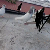 کبوتر