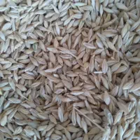 فروش وخریدار  جو ایرانی|لوازم جانبی حیوانات|قزوین, |دیوار