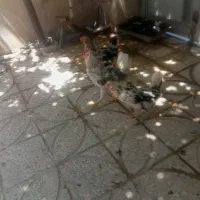 مرغ خروس گلین تخم گزار