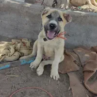 توله خراسانی 6ماه