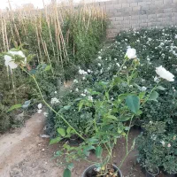 تولید و فروش نسترن سفید باکیفیت بالا و قیمت مناسب|گل و گیاه طبیعی|پاکدشت, پاکدشت (مامازند)|دیوار