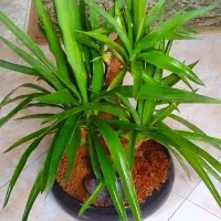 یوکا بنسایی ۴ ساله|گل و گیاه طبیعی|رشت, دیانتی|دیوار