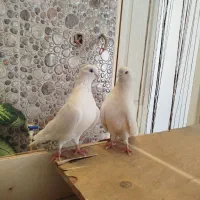 تهرانی نوک ریز