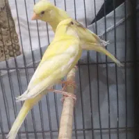 جوجه قناری ۵ماهه|پرنده|ری, فیروزآبادی|دیوار