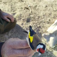 سهره غریب به تعداد