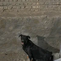 سگ روتوایلر|سگ|قم, پردیسان|دیوار