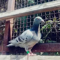 کود حیوانی
