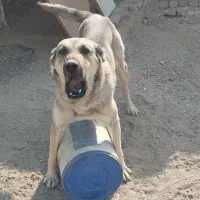 سگ پژدر سرابی|سگ|باقرشهر, |دیوار