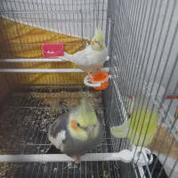 جفت عروس هلندی مولد تخم گذار