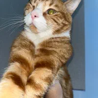 گربه نارنجی